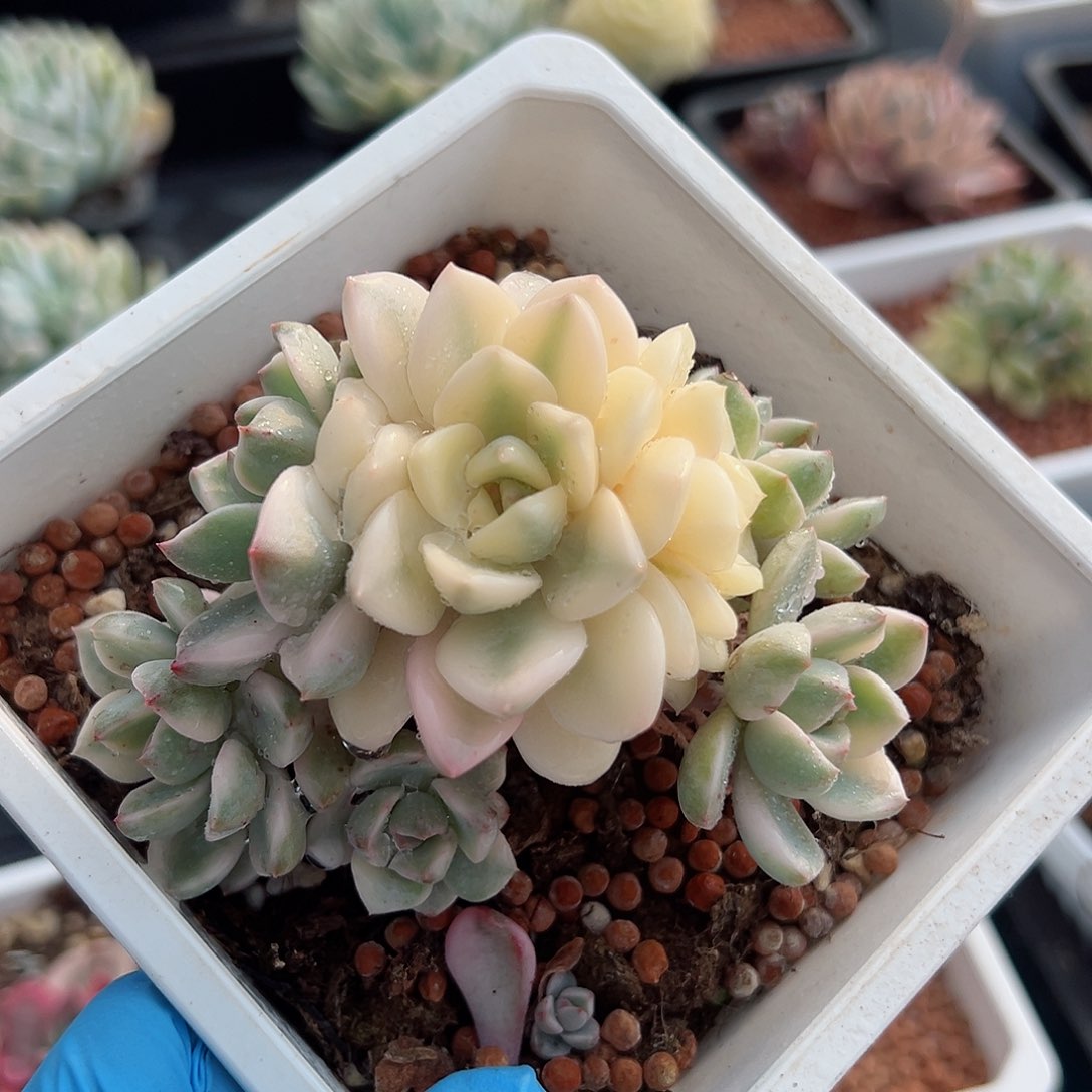 红粉佳人锦底座，宽覆轮锦头加五个覆轮头