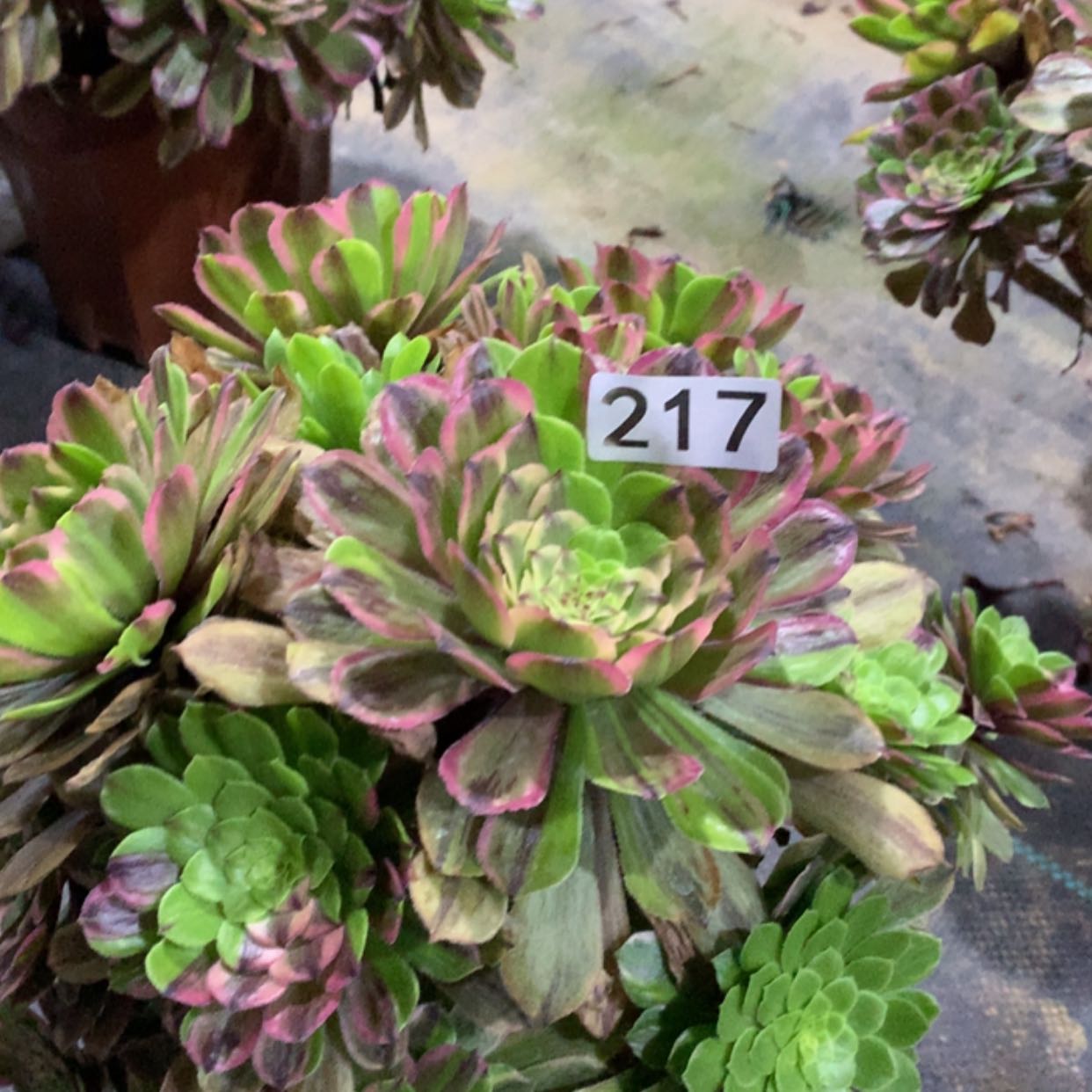 【闪购商品】217花脸粉黛老桩