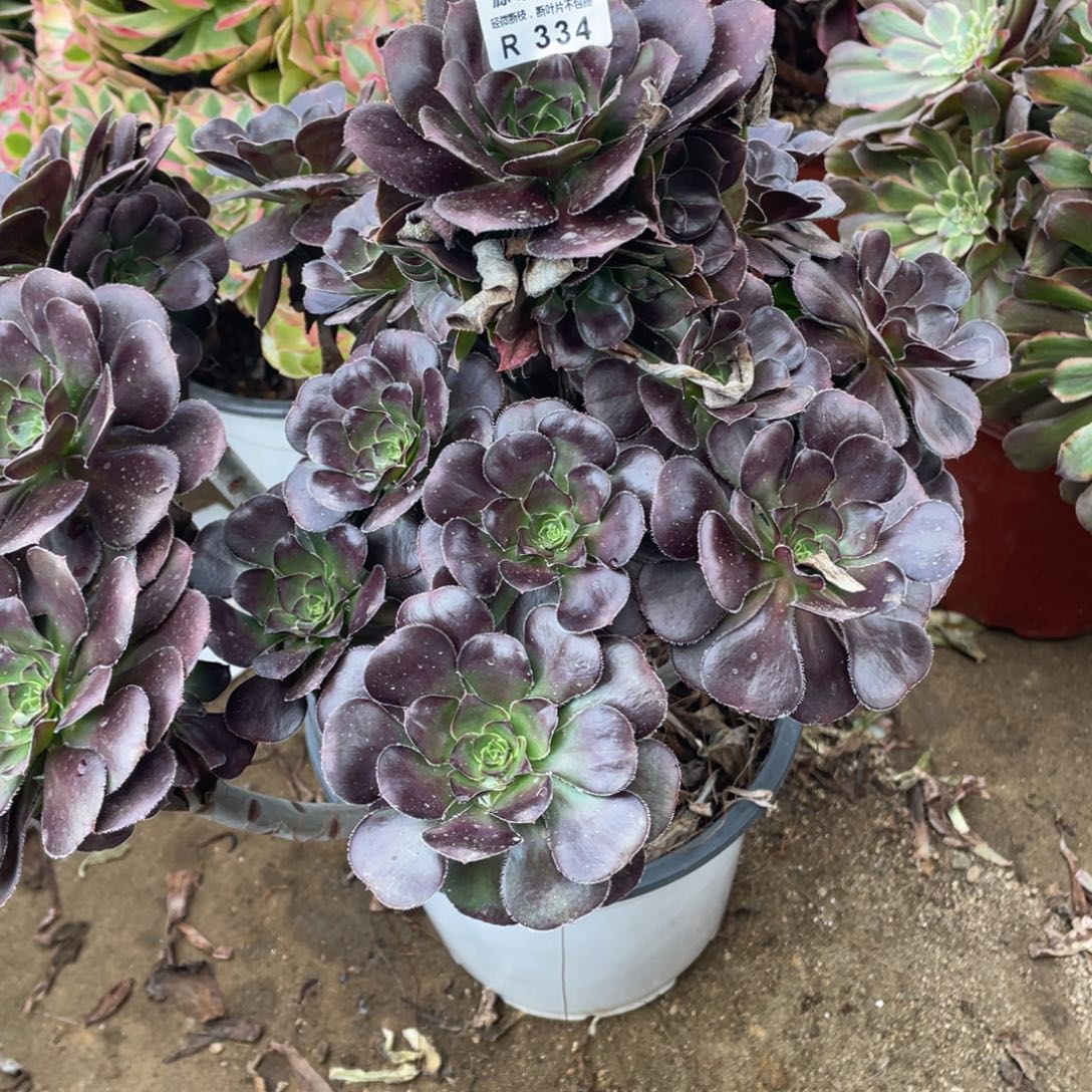 334黑豆多肉法师断枝不包