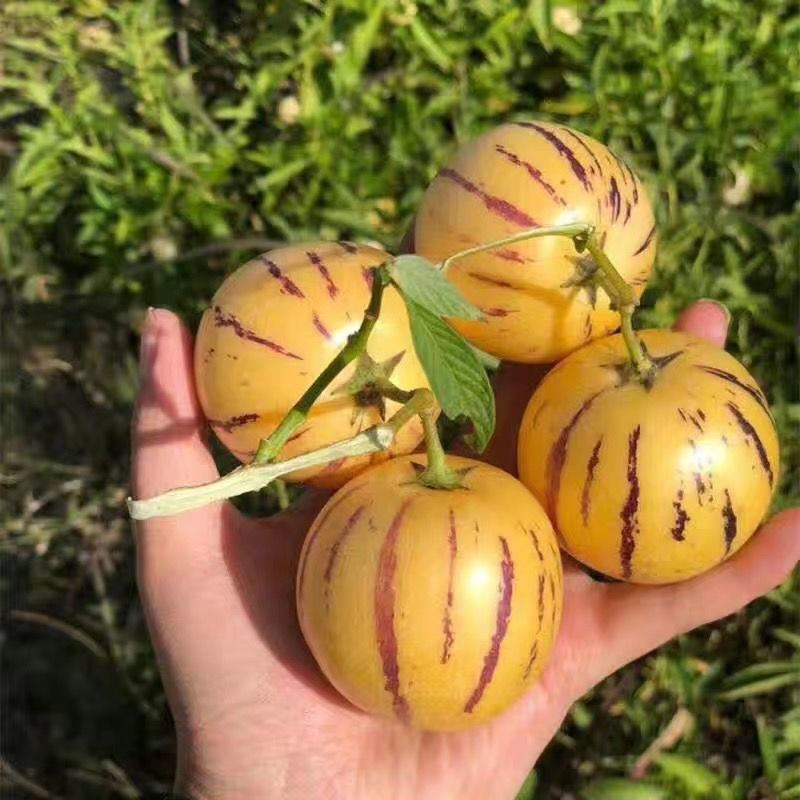 云南现摘清甜人参果