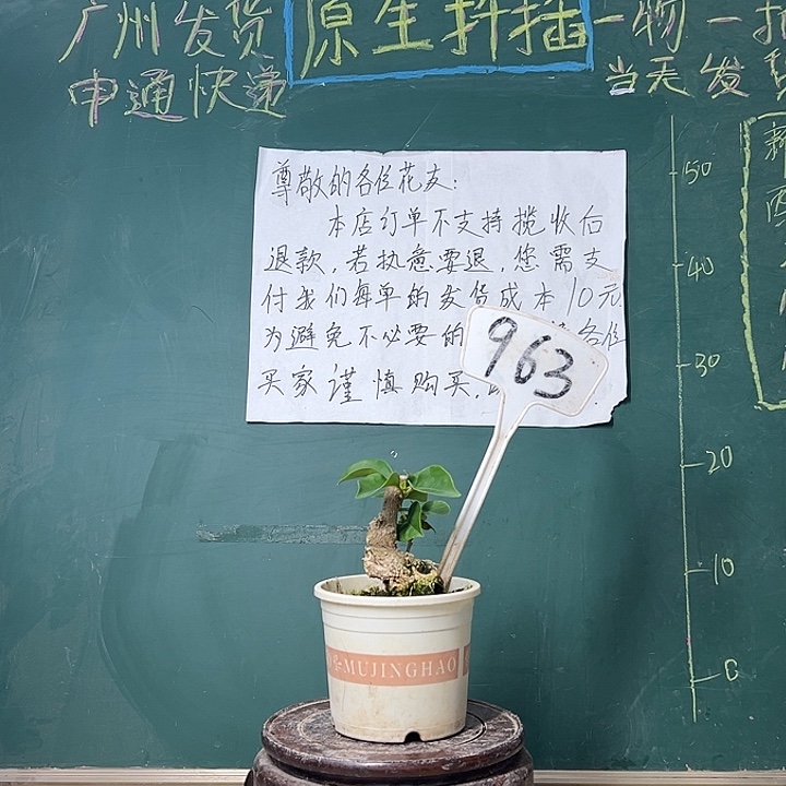 完全开放  盲盒  坨坨  963