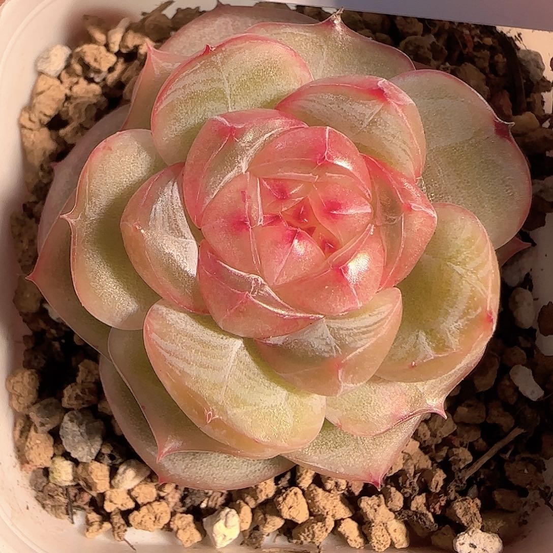 多肉1212-100钻石珍妮