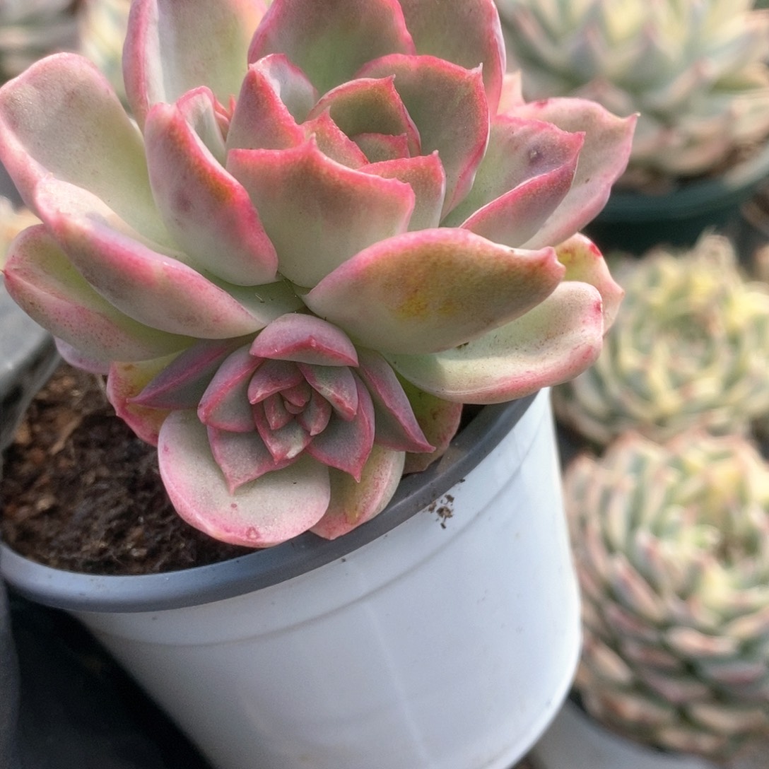 148红心A侧牙可分