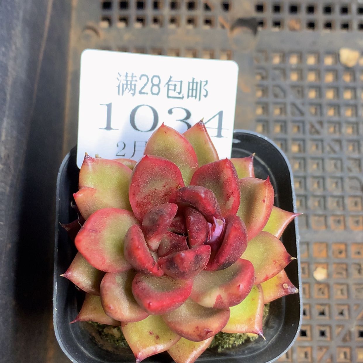 【闪购商品】云1034