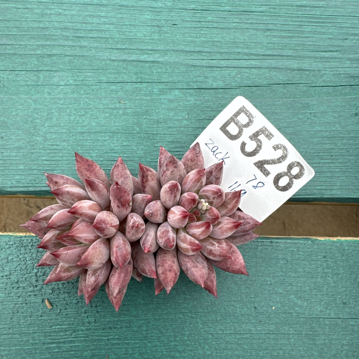 B528，zack 多肉植物虞美人