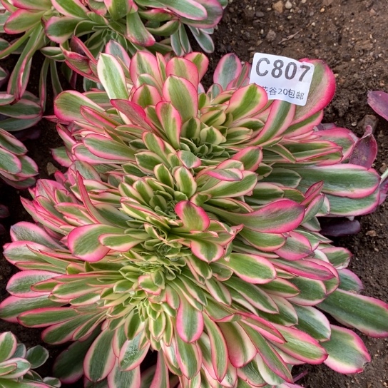 807美杜莎缀多肉植物