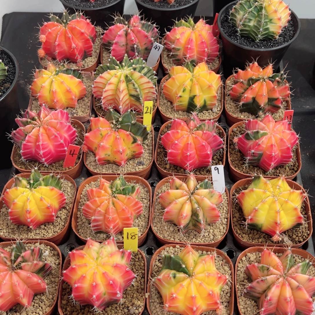 25一个随便挑——（默认脱土发货）