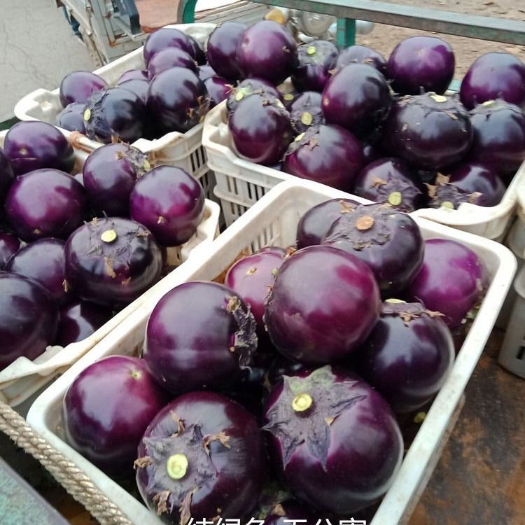 山东圆茄子现摘现发紫光圆茄农家菜新鲜便宜蔬菜批发