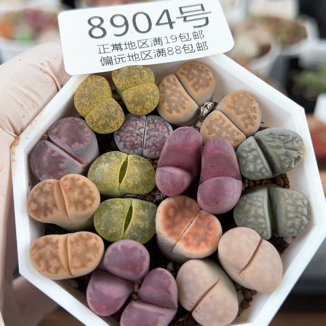 好养易活生石花大母本8904个别有点干特价