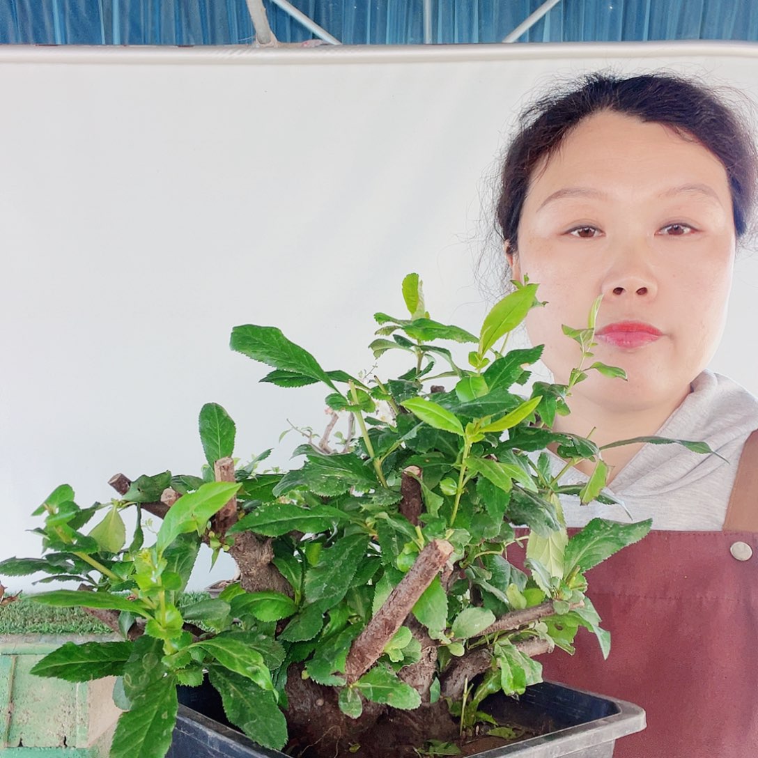 玫瑰之约Hart80海棠