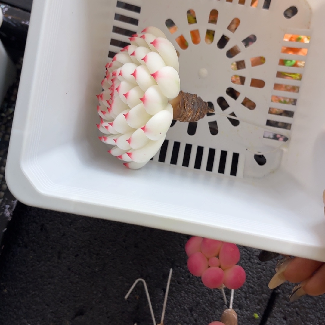 布***哥树脂制品15号哦哦哦哦哦哦