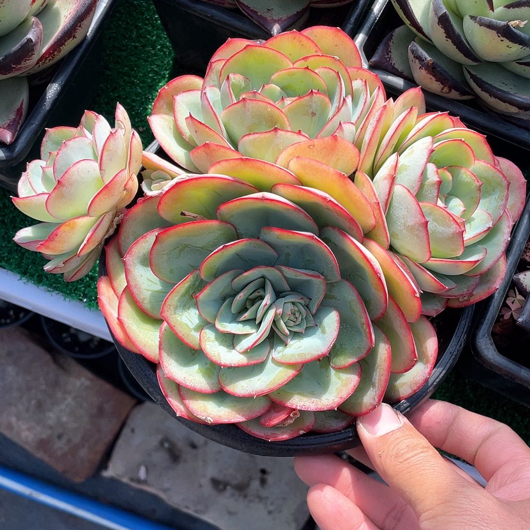 超大牡丹亭多肉带盆发货