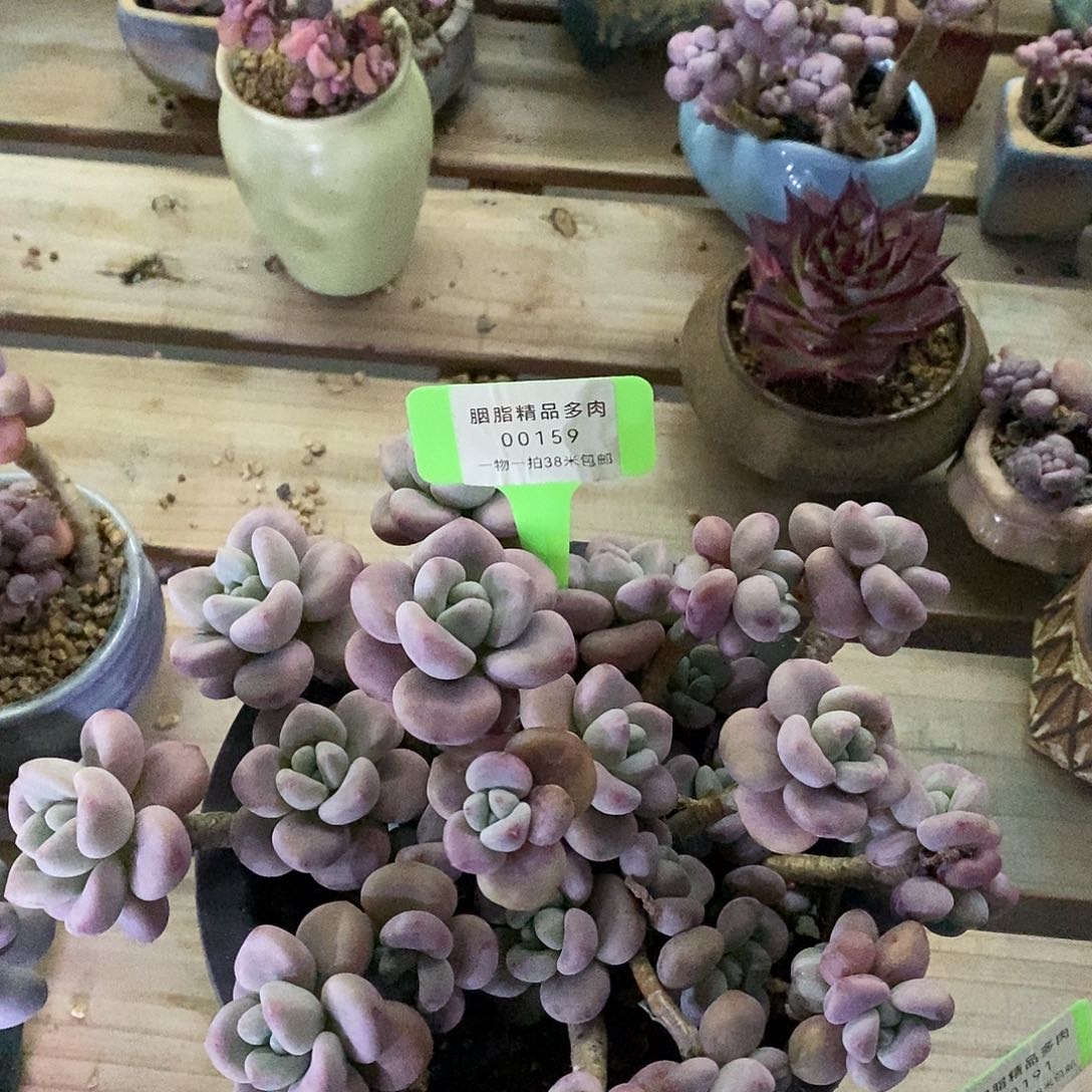 00159阿弥陀哦哦看哦蜗牛