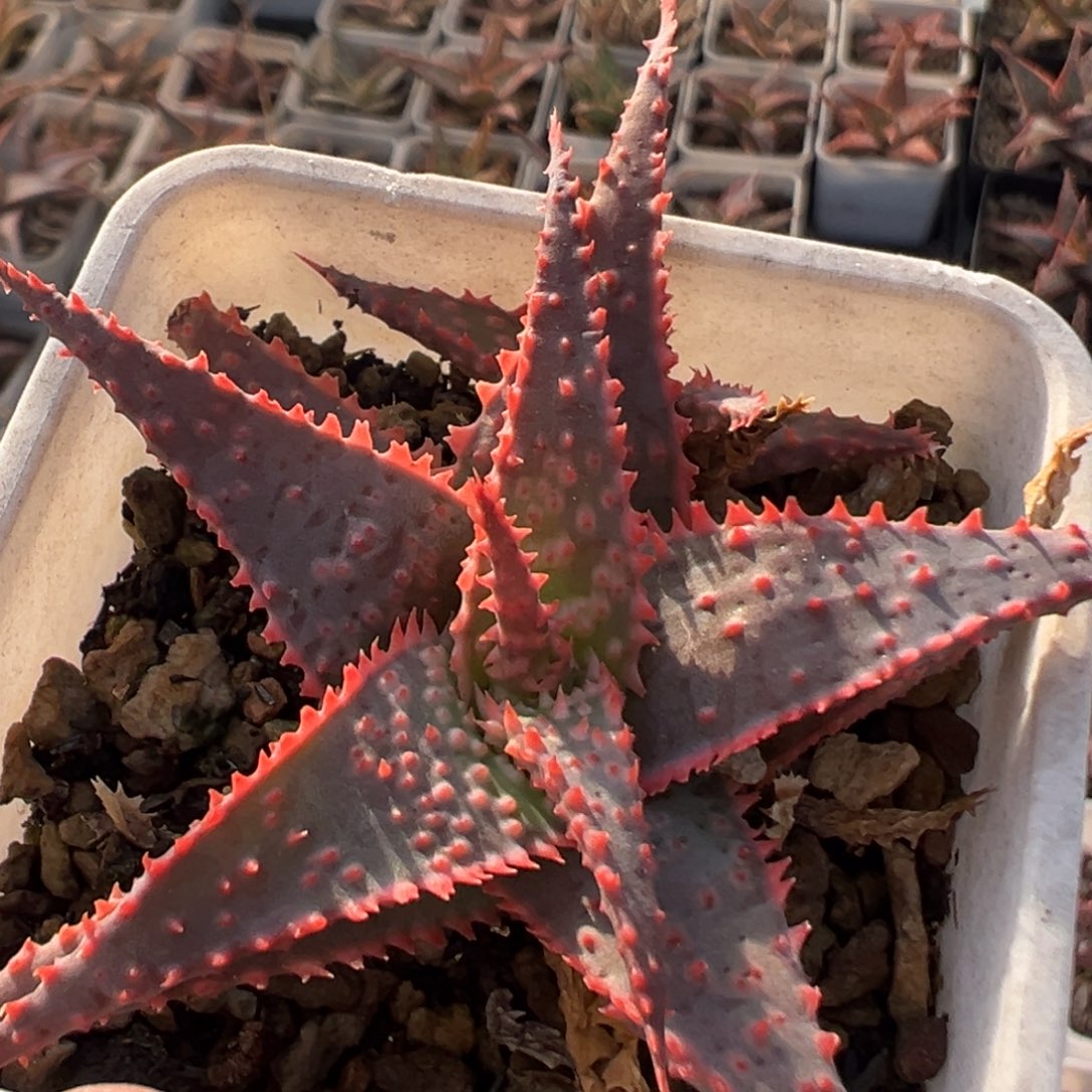 95多肉植物百科知识