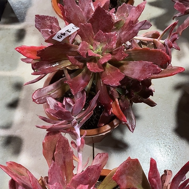 蜜***糖149钻石锦多肉植物多肉