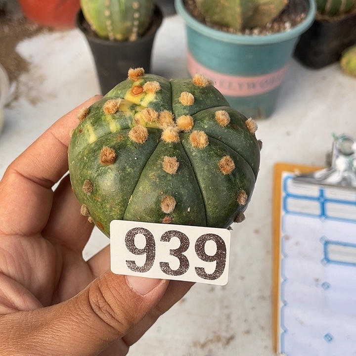 无根939号小豆井仙人球