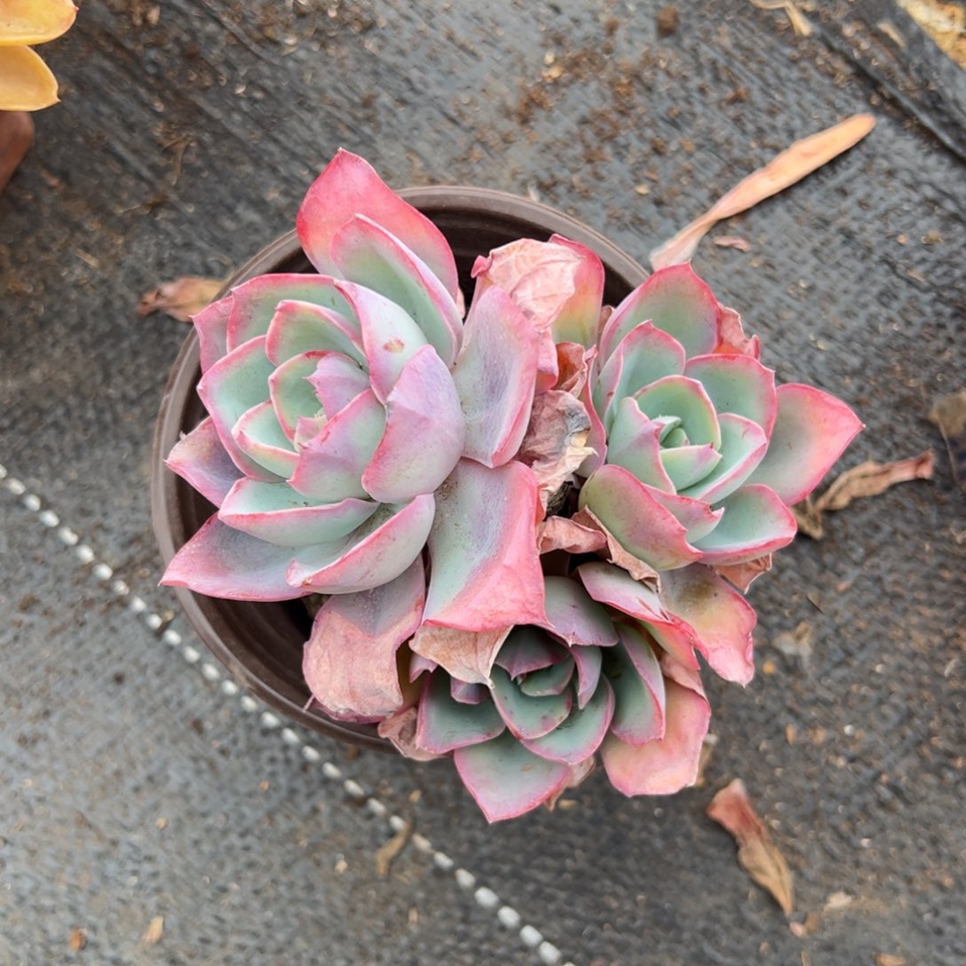 多肉多头蓝光【非偏远地区满18包邮】