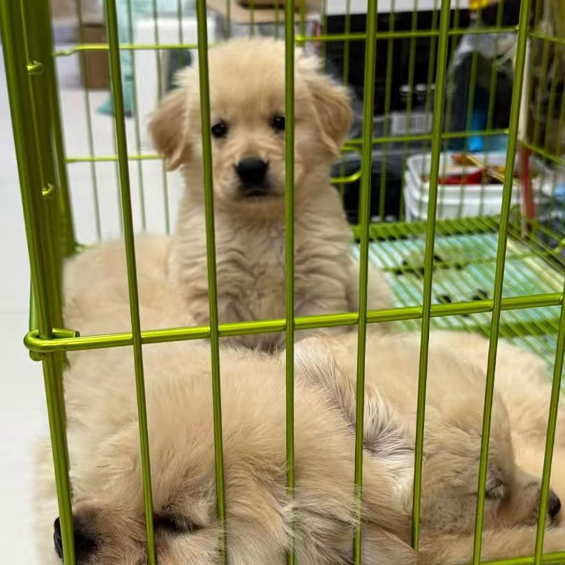 双血统赛级金毛幼犬