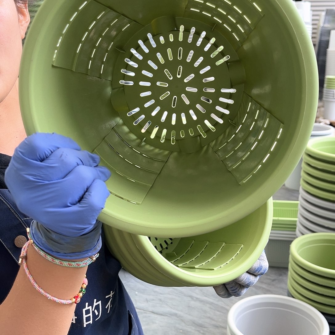 玫瑰盆240果绿色5个无托