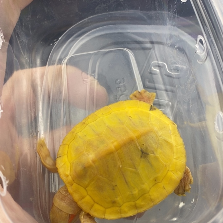 巴西彩龟母6666666