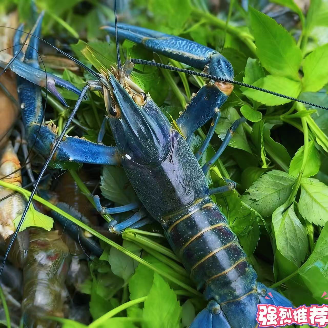 江苏淡水澳洲蓝龙虾新鲜活冻