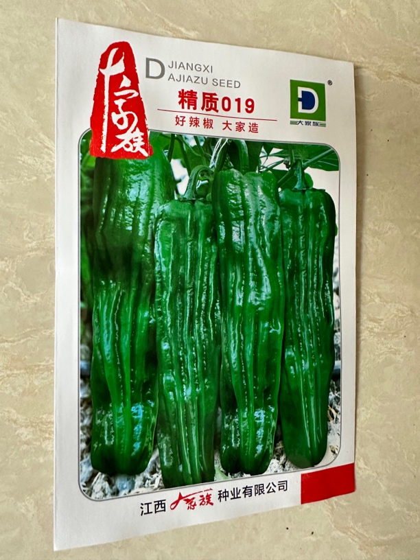 最新选育深绿皮大果型薄皮泡椒 果皮发亮 味较辣 皮薄 抗病产量高