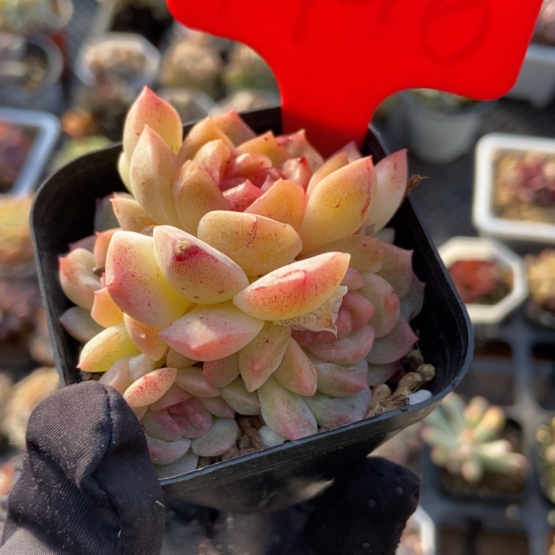 1746泡影多肉植物保护