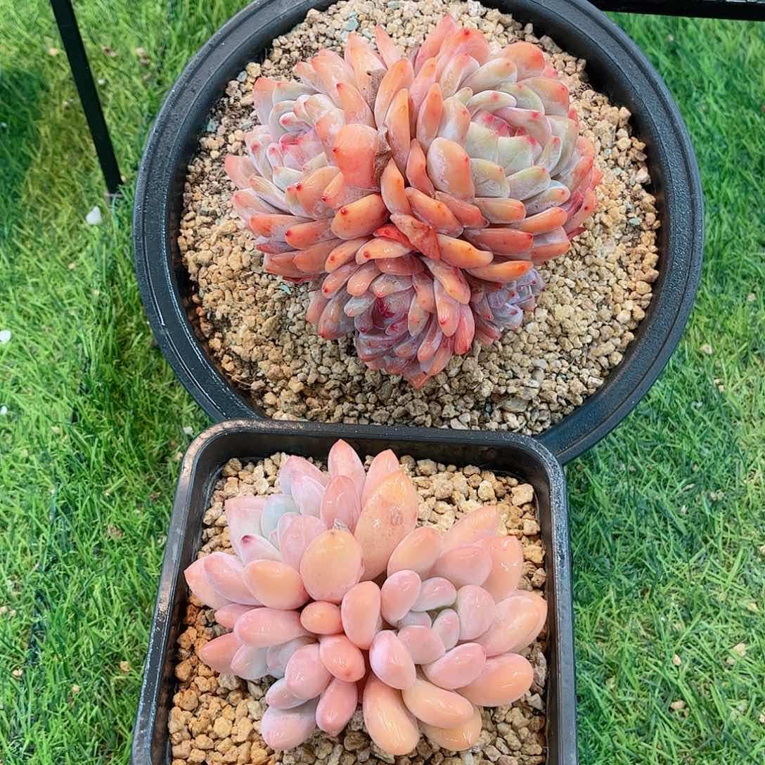 福利组合橙梦露和香水多肉