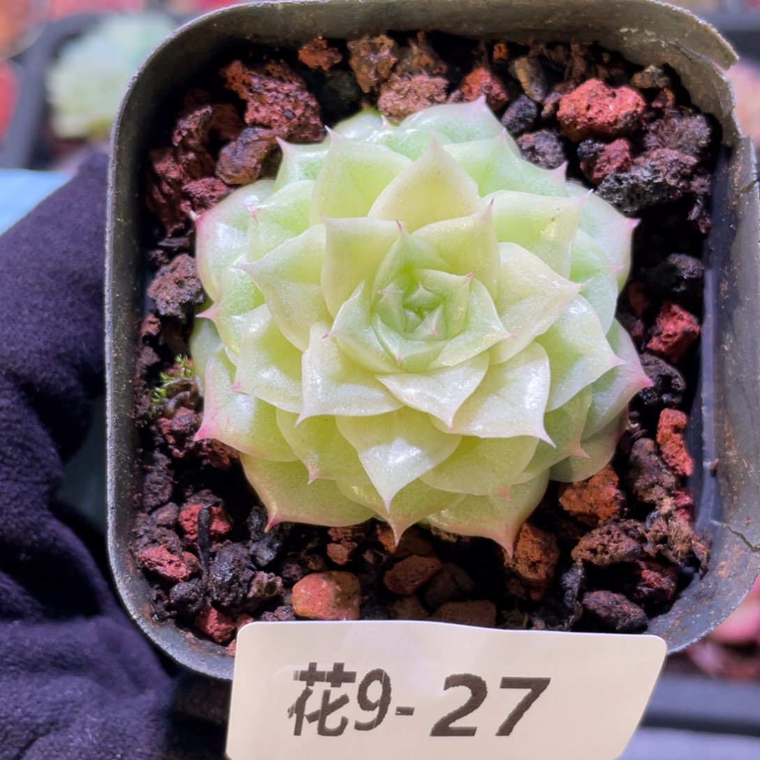 花利美9-27麦秆单头