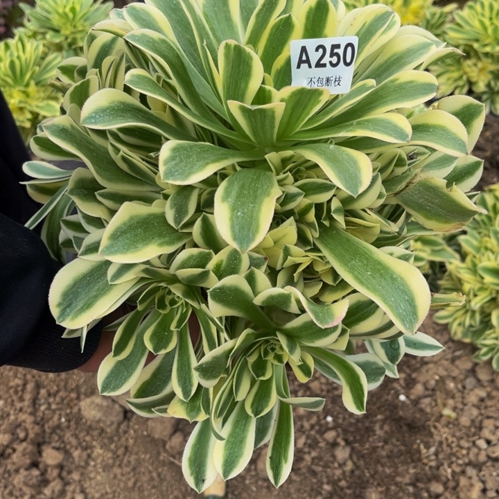 250迈巴赫量多肉法师不包断枝