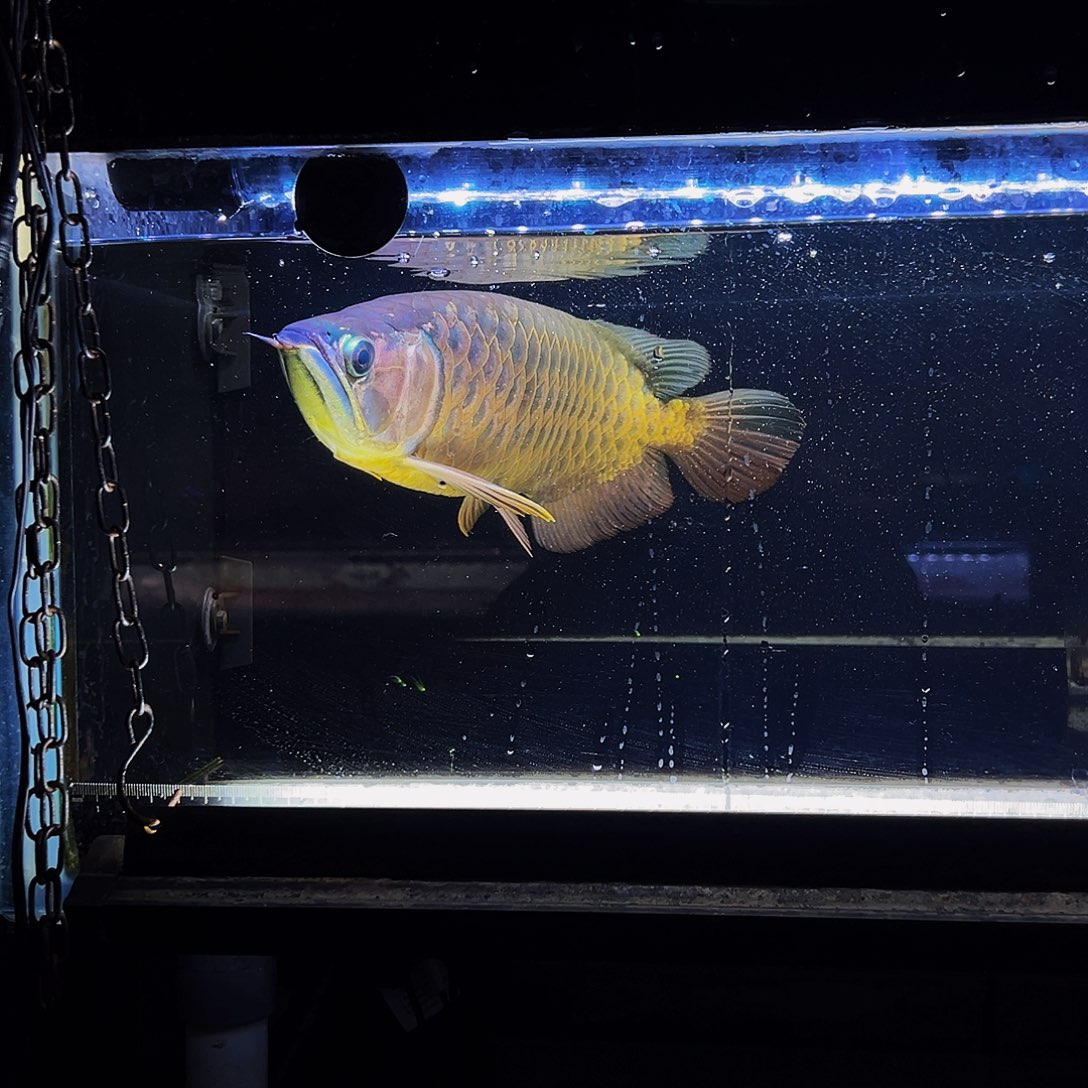 龙鱼马来西亚古典过背