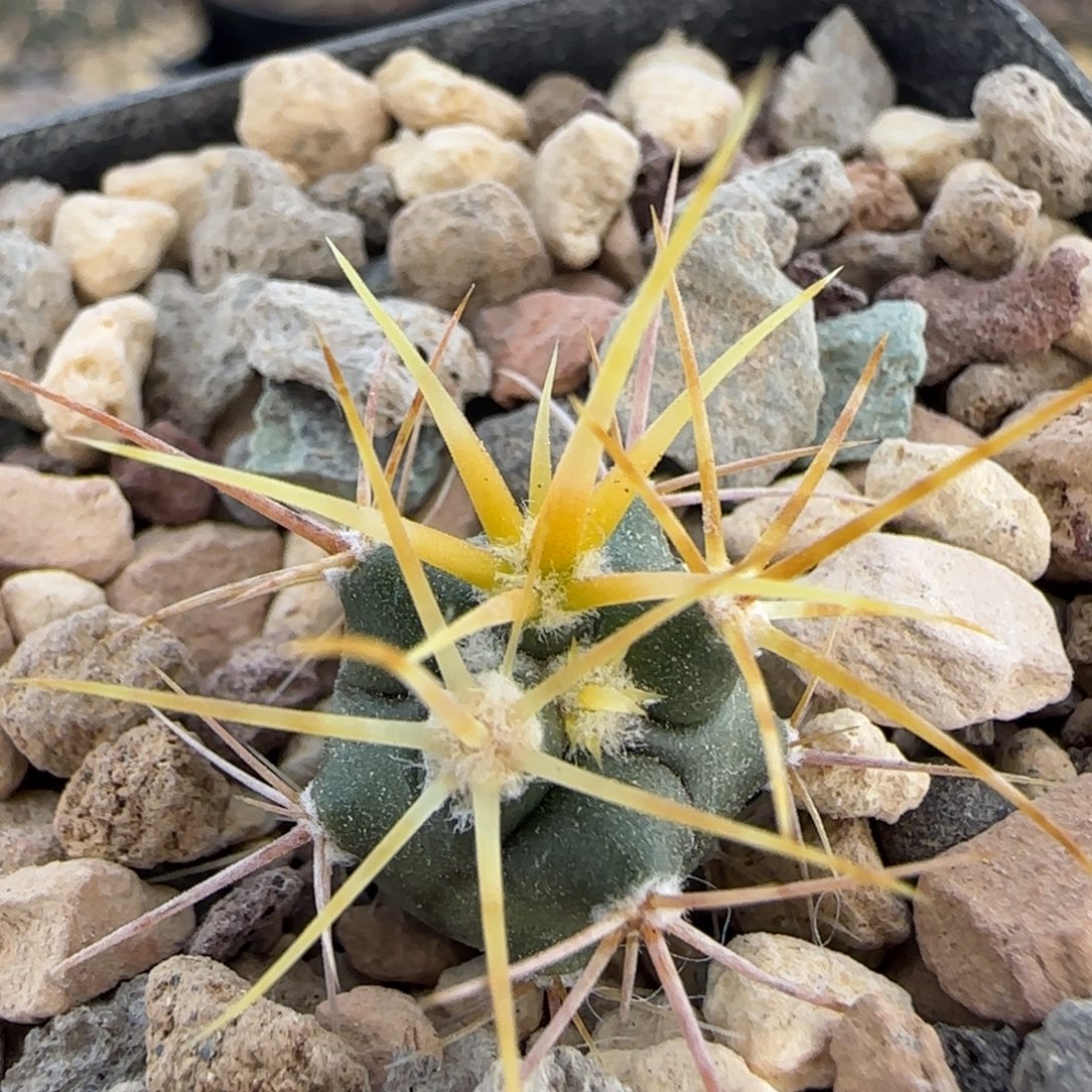 011实生金冠龙多肉1.5