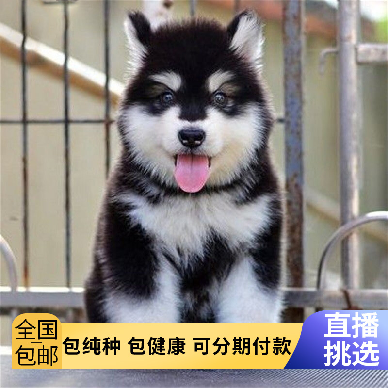 阿拉斯加幼犬熊版大型犬灰桃阿拉斯加犬宠物活体真狗小狗狗雪橇犬