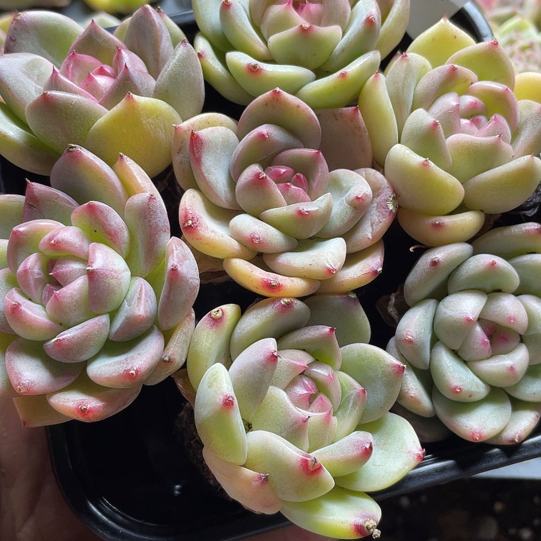 珍妮混一物一拍123