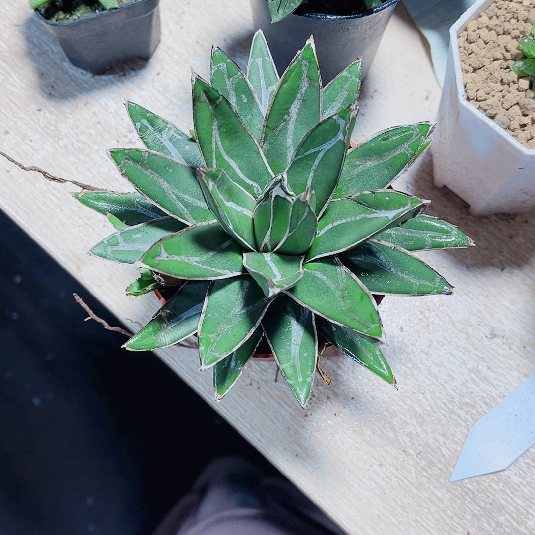 好看的小树树都是精品