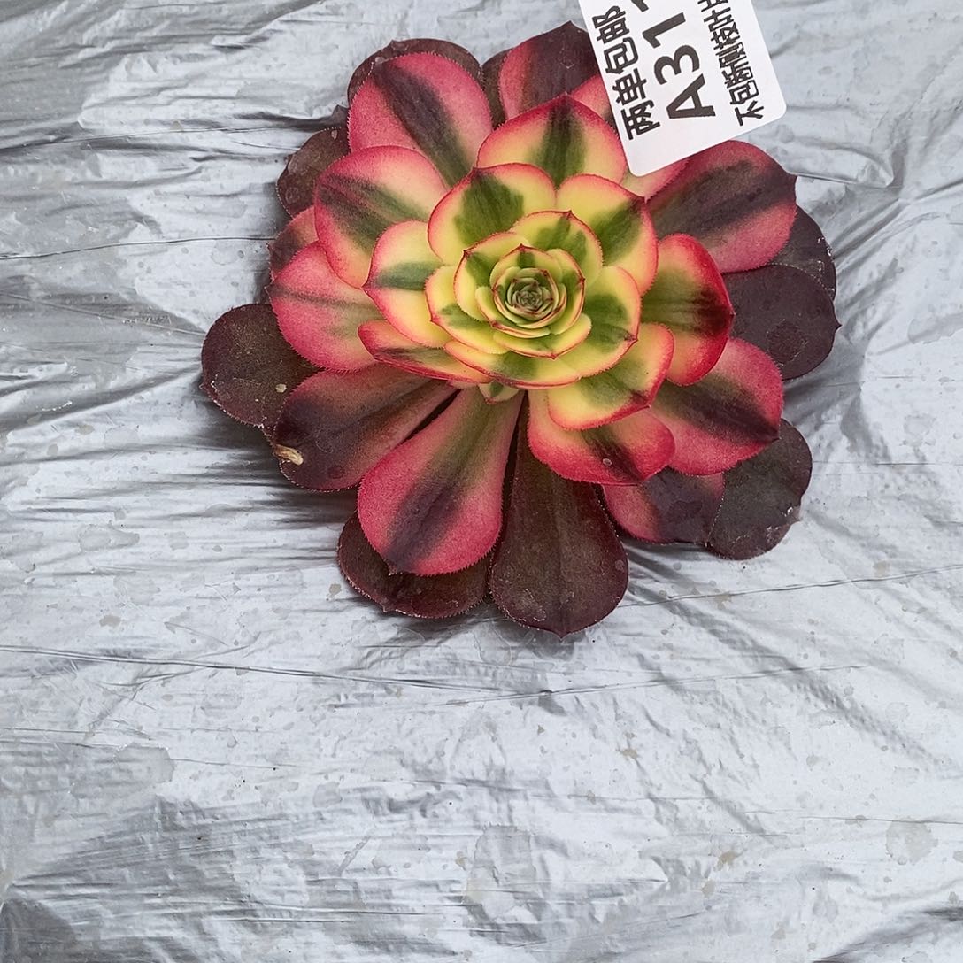 沁***）311荔枝多肉法师锦多