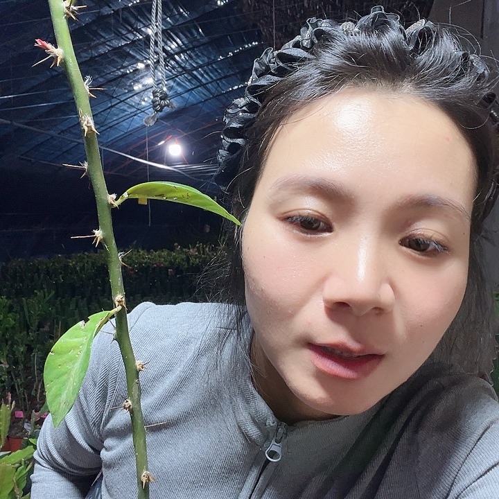 琼***77829琼花两颗直杆叶仙