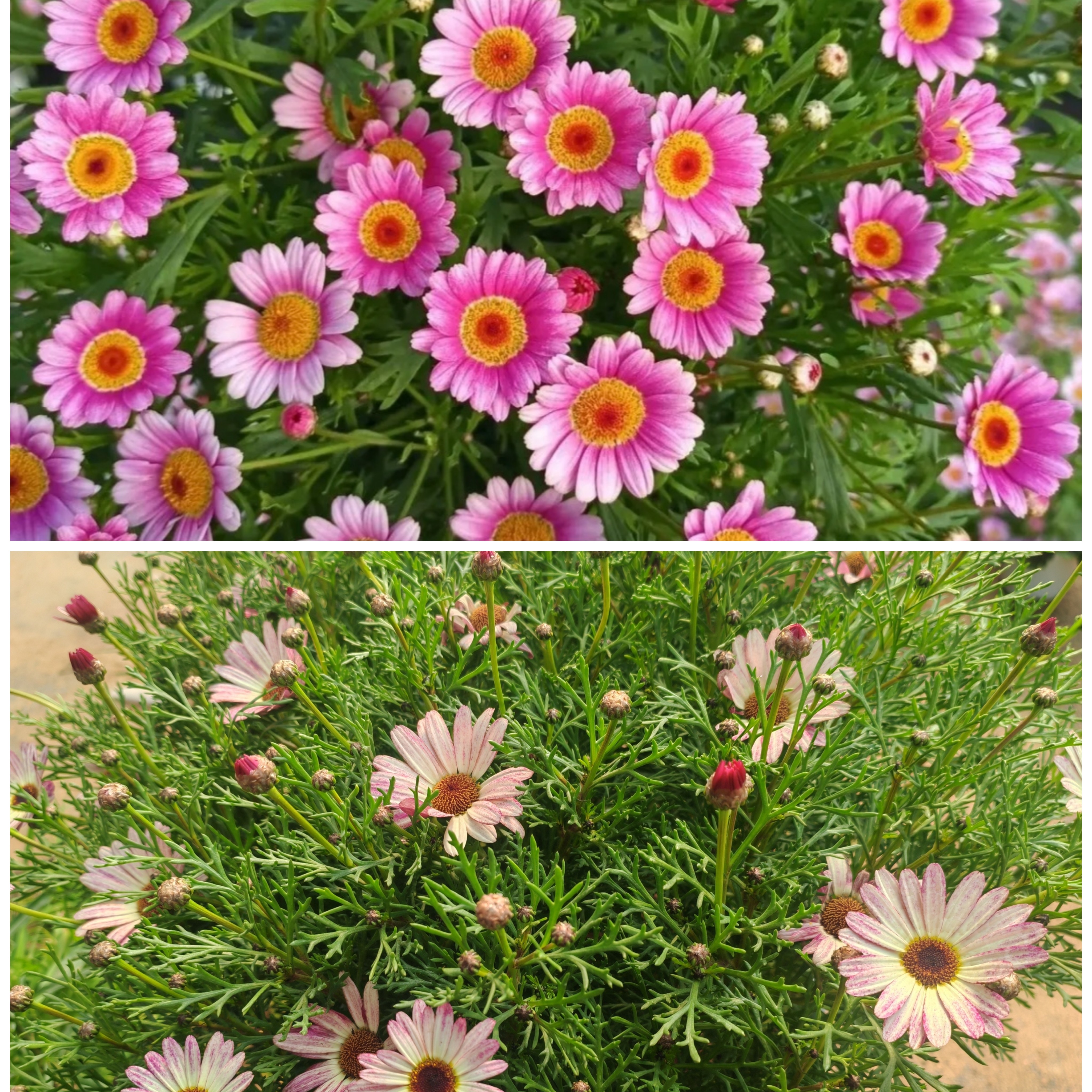 1.5加仑玛格丽特盆栽易活好养颜色多花期长适合庭院阳台养护