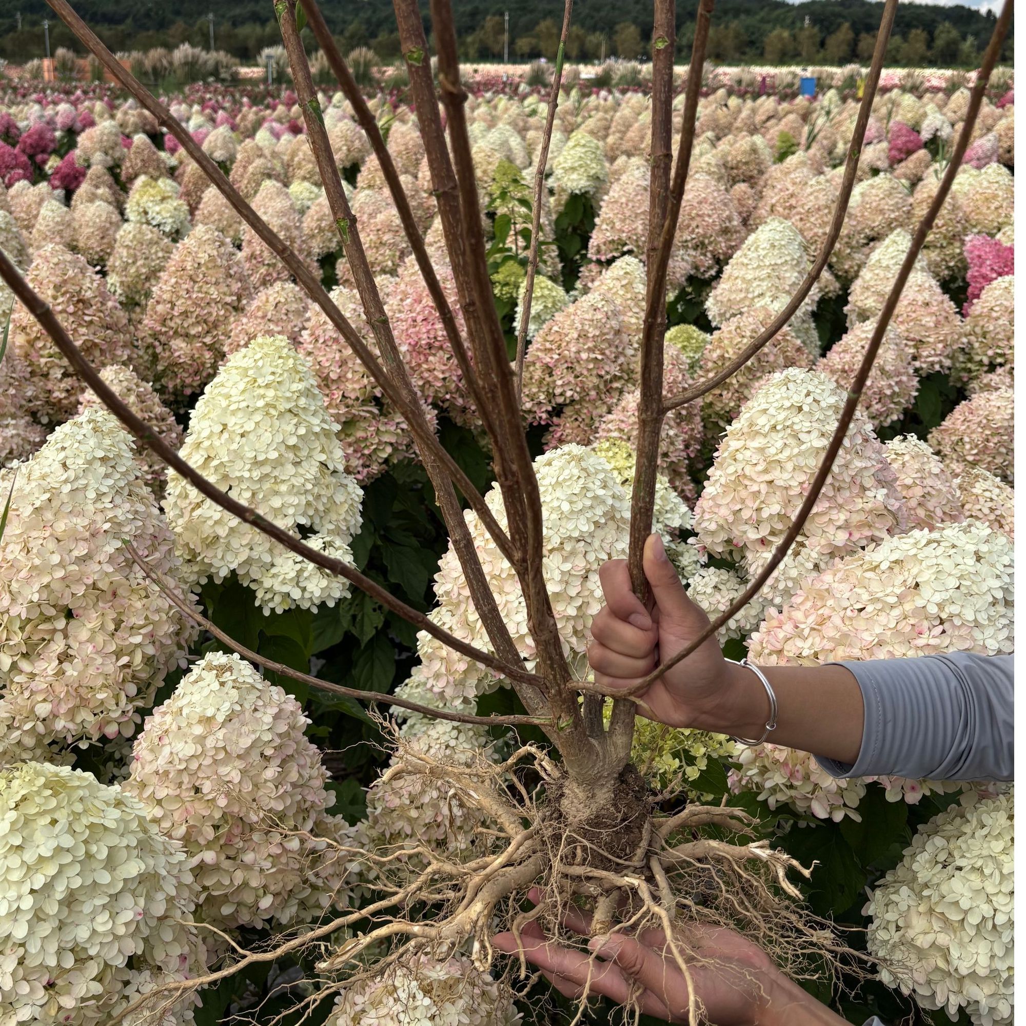 【石灰灯老苗】千亩绣球花基地现挖现发批发价庭院观赏花卉易成活