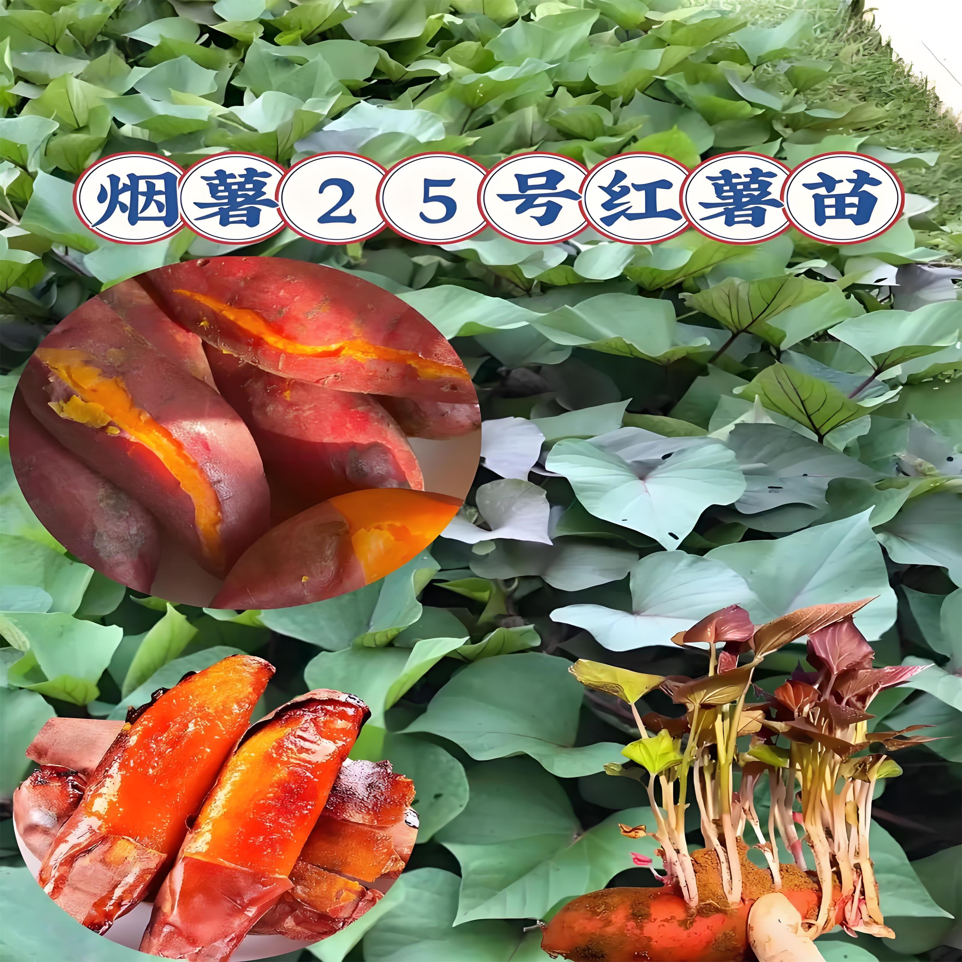 山东烟薯25号红薯苗烤红薯专用品种红心番薯秧苗烤地瓜专用秧苗