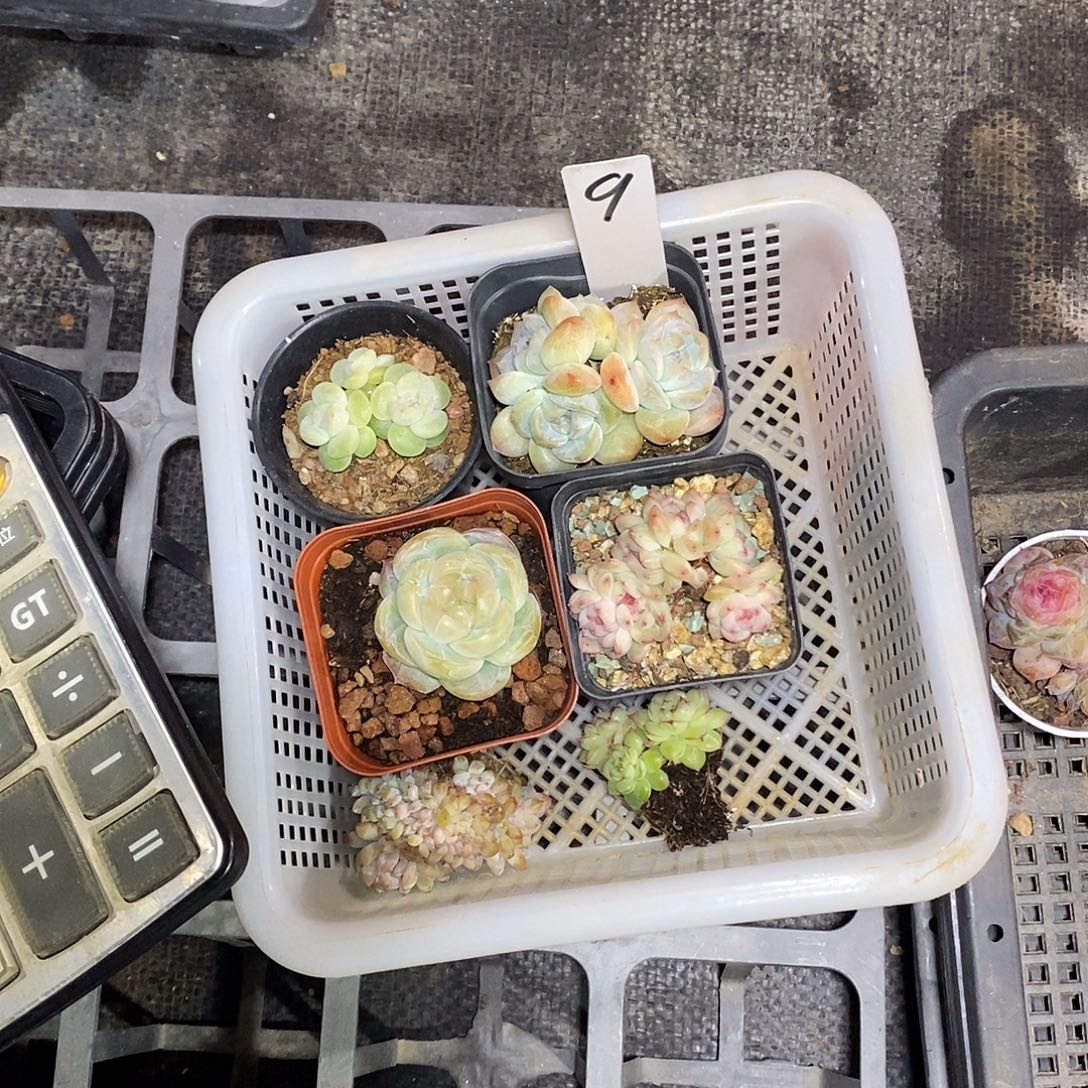1***n9号一筐6颗多肉植物