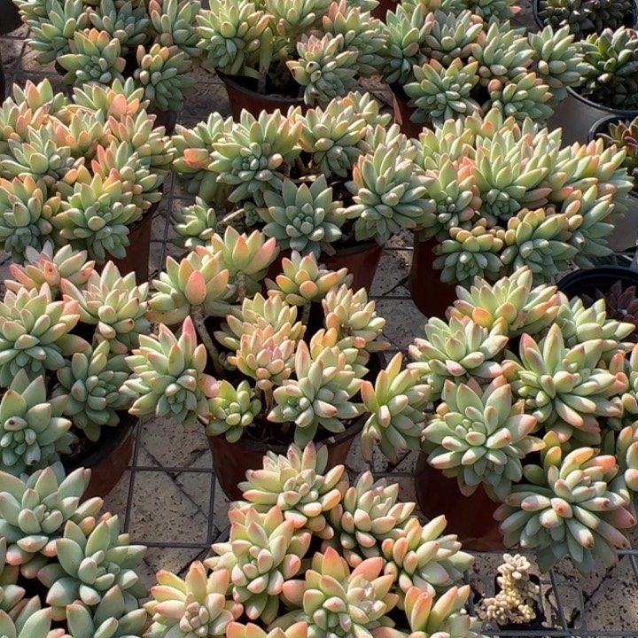 新疆包邮 树冰群