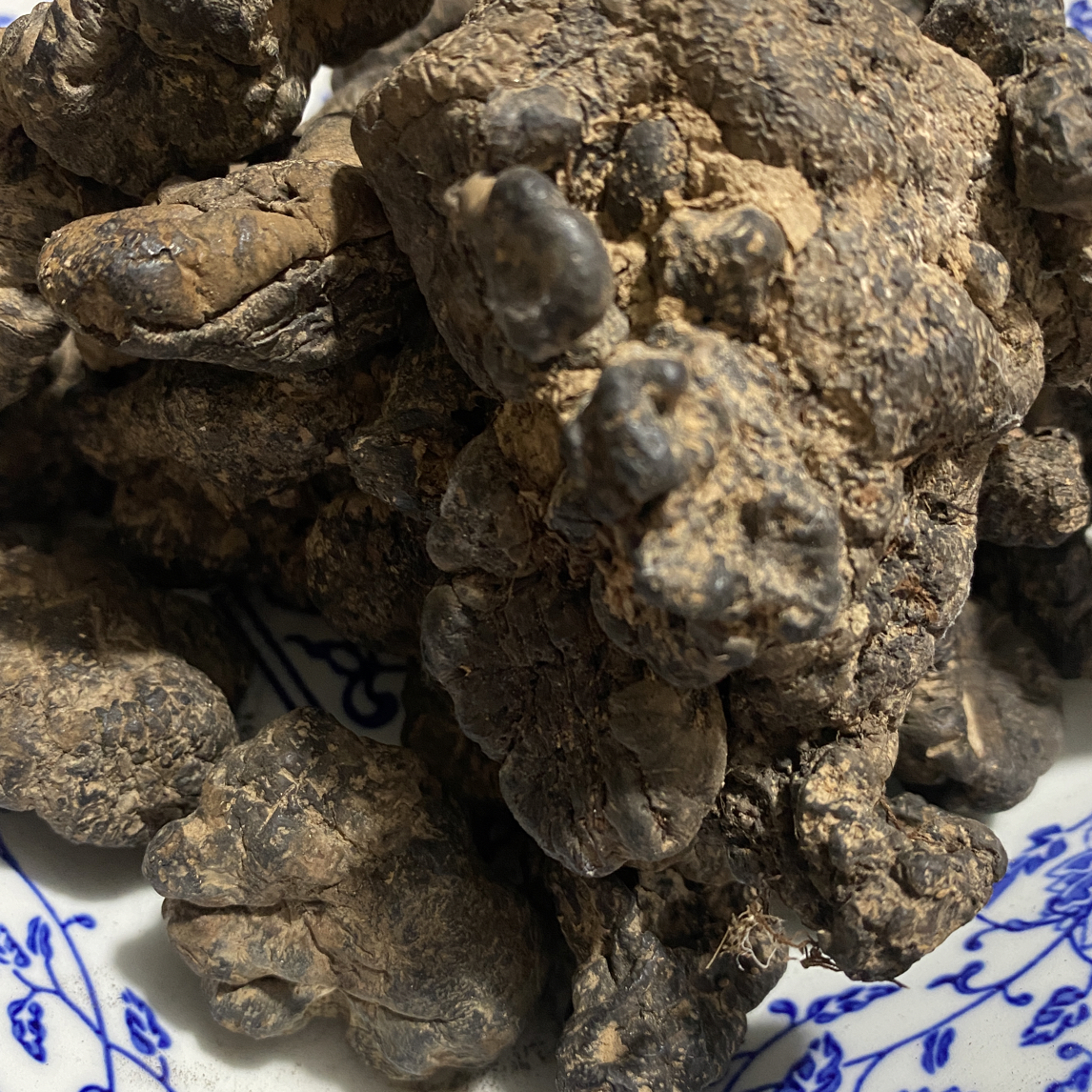 猪苓 产地秦岭高品质
