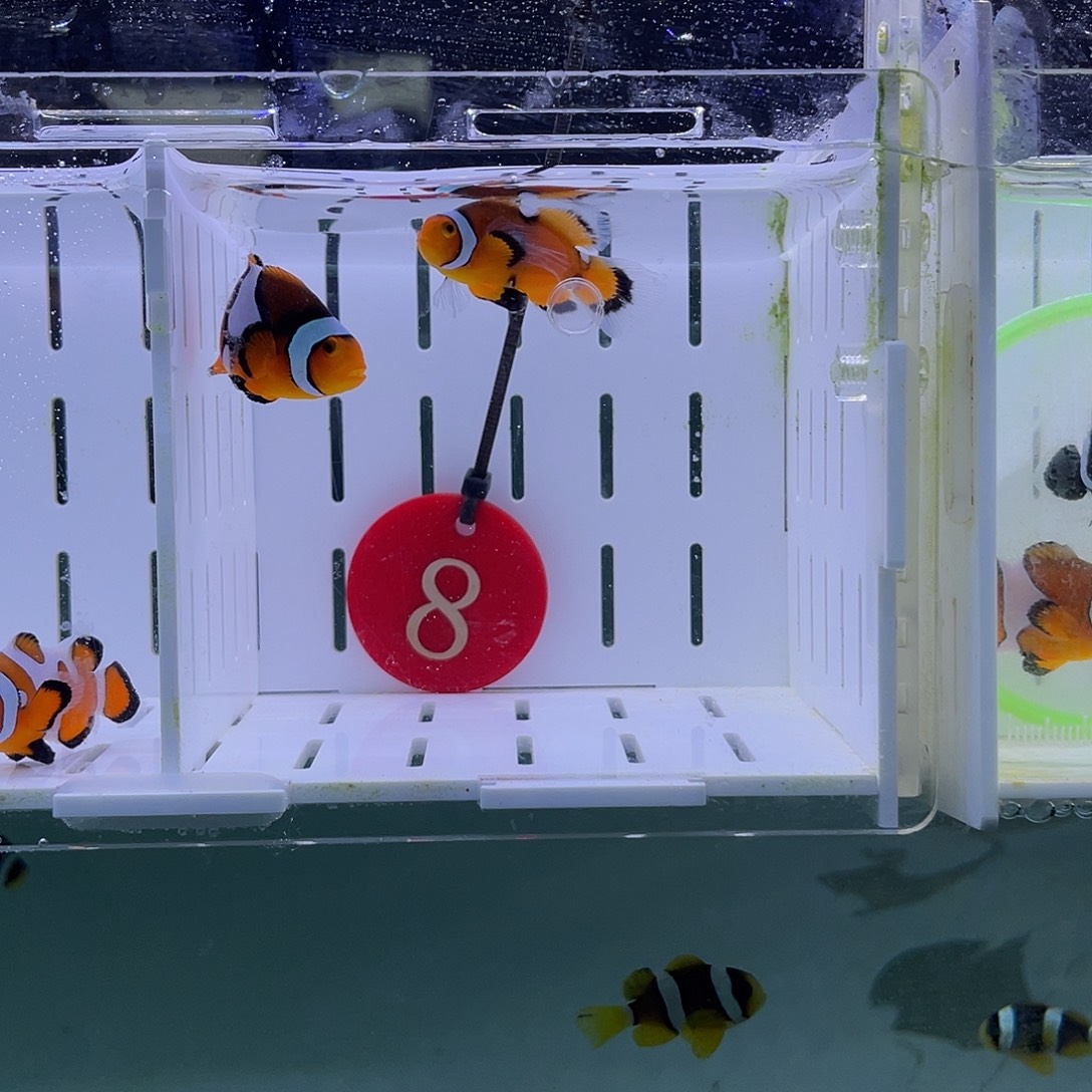 海水鱼短文背心黑