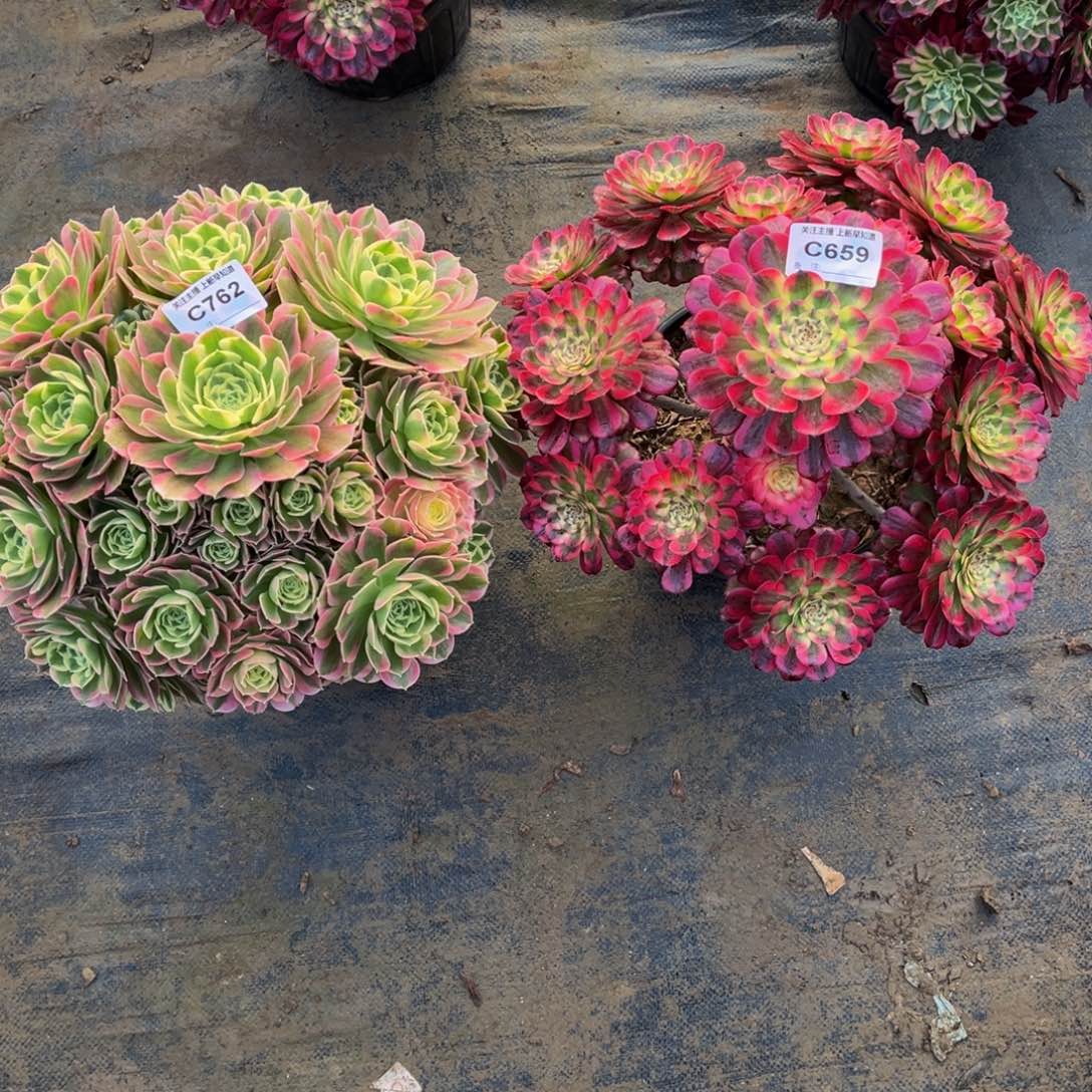 多肉植物659.762白凤，舞天姬