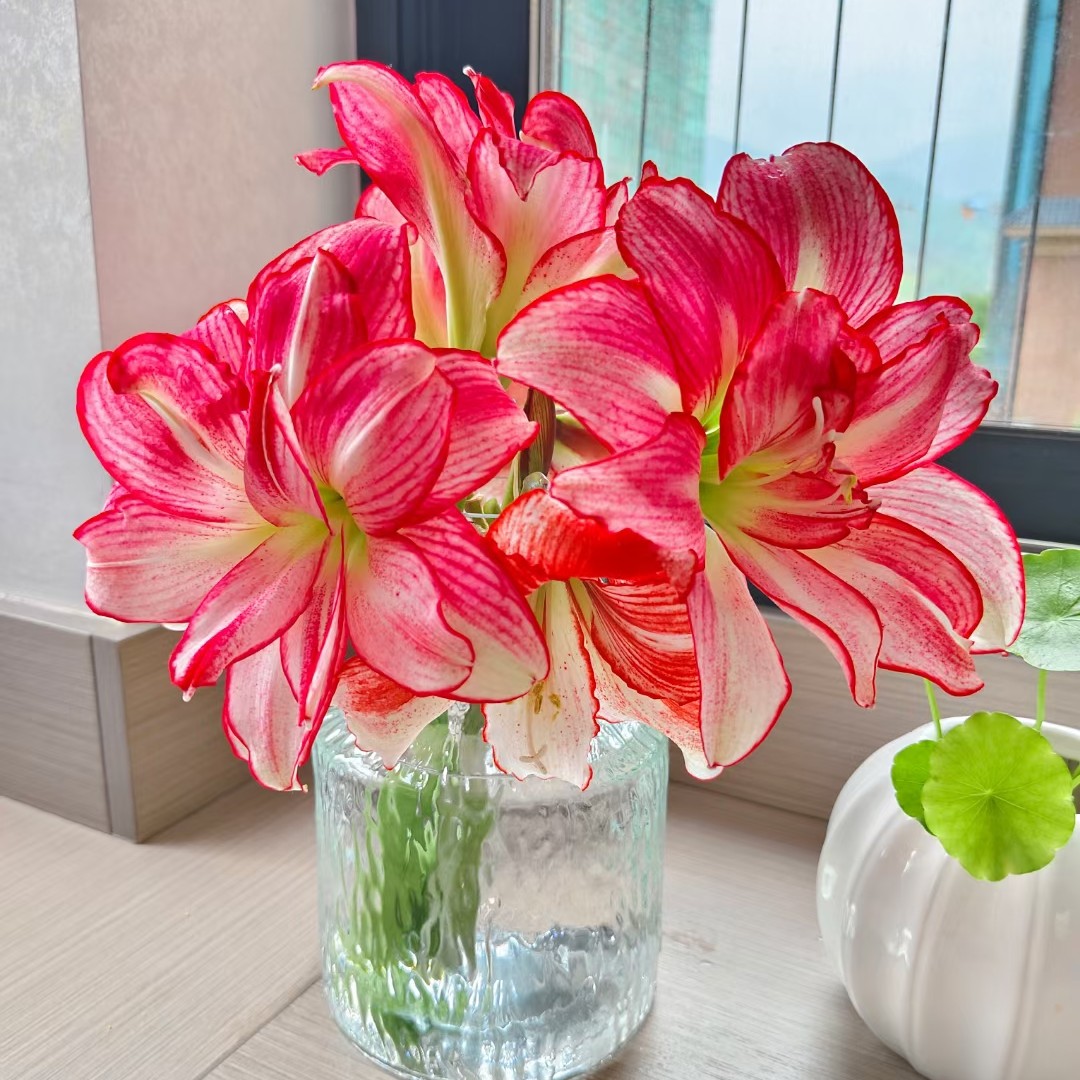   朱顶红  一物一拍链接，请勿乱拍，乱拍发报纸。