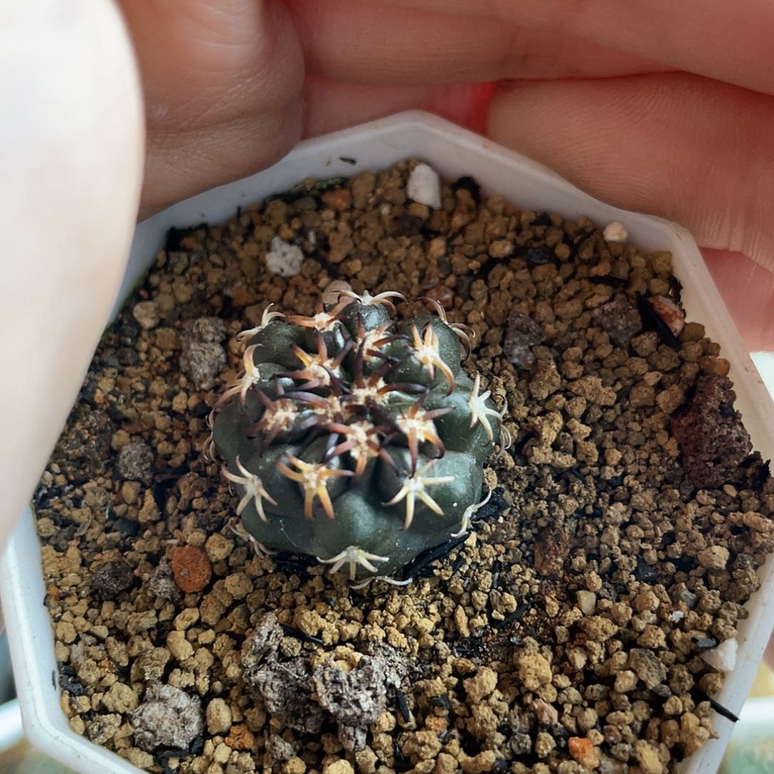 2.2cm实生猫爪园盘玉