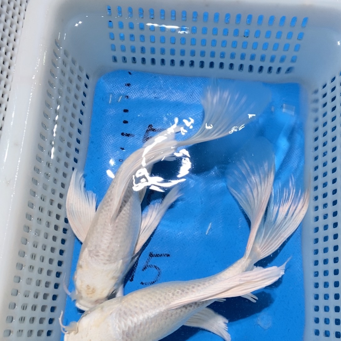 锦鲤锦鲤包邮包售后