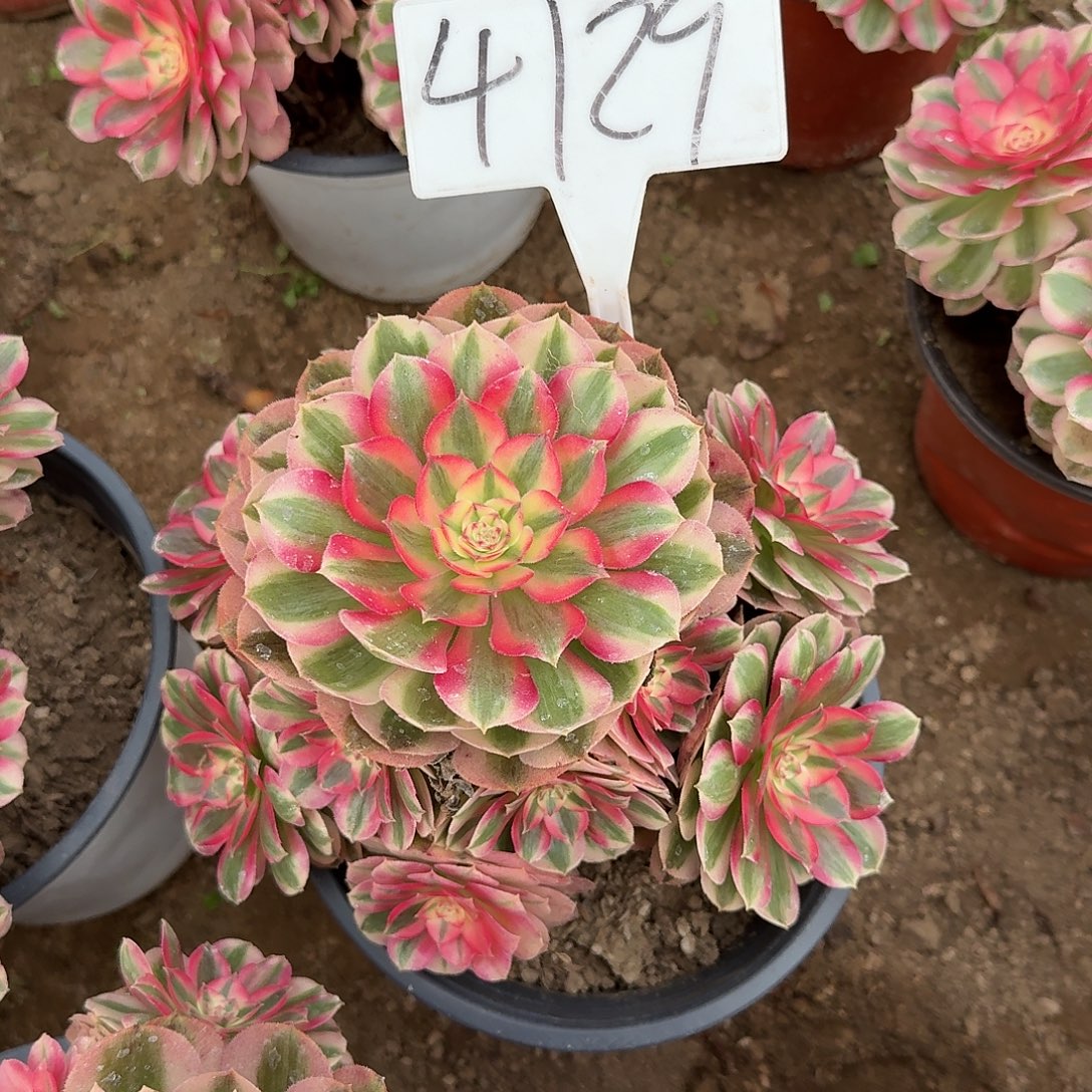 4129倾城多肉法师多肉