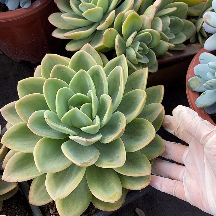 一***刘小七夕多肉柠檬茶68五颗